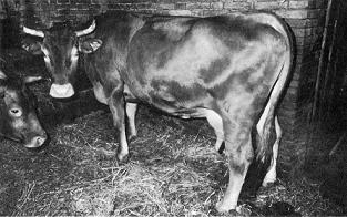 I luoghi d'origine del Parmigiano Reggiano